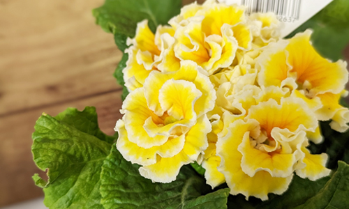 生花・鉢花イメージ